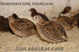 GENÇ TAVUKÇULUK CİVCİV, ÖRDEK, HİNDİ, ETLİK VE YUMURTALIK CİVCİV SATIŞI