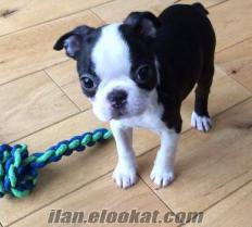 BOSTON TERRIER 1. SINIF YAVRULAR