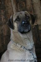 5 yaşındaki kangal köpeğim