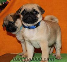 BESTDOG HEAVEN GÜVENCESİYLE PUG MOPS YAVRULAR