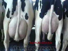 7 aylık dana Akaylar Besi Çifliğinden Satılık Holstein Buzalı İnekler Ve Gebe Düveler