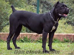 Cane Corso köpeğime eş