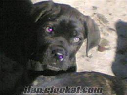 SON TIGER DISI RENKLI CANE CORSA INGILIZ MASTIFF KOPYASI 750 YTLLL