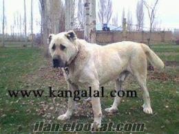 KANGAL KÖPEK YAVRU SATIŞI, SAFKAN KANGAL AKBAŞ KURTBOĞAN AYIBOĞAN YAVRULARI