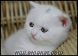 istanbul ücretsiz yavru kedi istiyorum