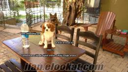 satılık cavalier king charles yavruları