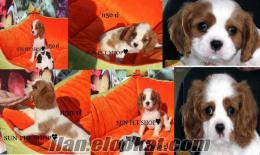 satılık cavalier king charles yavru istanbul beşiktaş