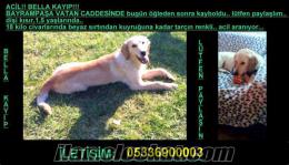 Kayip Golden Retriever Bella Bayrampasa Istanbul