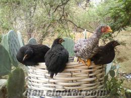 satılık köy tavukları ve horozları