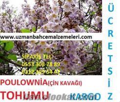 Paulownia ağacı, paulownia tohumu, çin kavağı ağacı, çin kavağı tohumu, paulowni