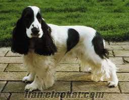 orjinal ingiliz cocker spaniel arıyorum