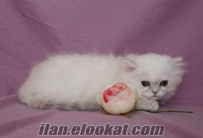 safkan BRITISH LONGHAIR sahibinded