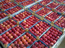 makedonya resne kasabasından kaliteli elma ithalatı yapmaktayız irtibata geçelim