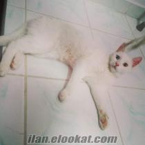 9 aylık erkek van kedisi ücretsiz