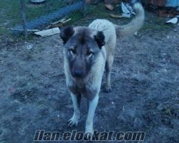 kangal satılık