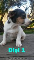 Satılık mini boy Jack Russell Terrier Yavruları