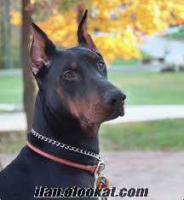 satılık ERKEK DoberMAN (1, 5 yaşında)