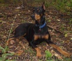 ücretsiz doberman hiç bir kırması olmayan aşıları tam ve karnesi var