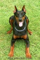 YAVRU ERKEK, SCR Lİ safkan DOBERMAN ARIYORUM