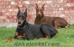 PROFÖSYENEL ÜRETİM KİNG DOBERMAN