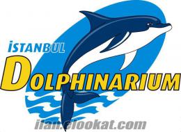 İstanbul Dolphinarium Yunus Gösteri Merkezine Takım Arkadaşları Arıyoruz