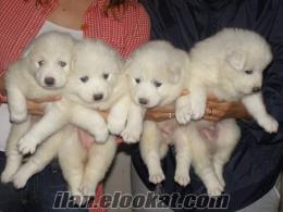 SAHİBİNDEN SAMOYED