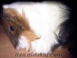 ankaradan guineapig yavruları