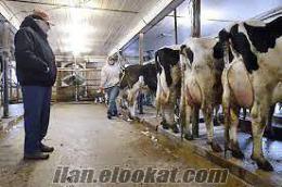 akaylar hayvancılık acil satılık buzalı süt inekleri