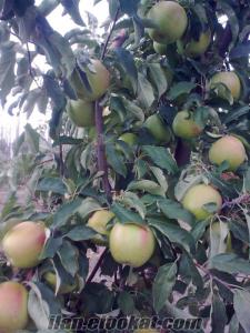 arjantin ve golden türü kalitesi yüksek lekesiz elma 5 ton