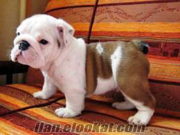 EN TATLI INGILIZ BULLDOG YAVRULARI