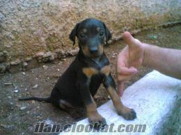 Rottweiler, sibirya kurdu ve doberman aryorum yardım edin pls.....