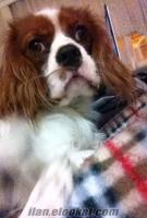 Cavalier King Charles. Ev içi yaşam için eğitime sahip