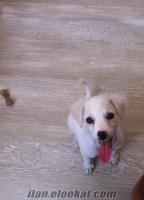 İstanbul-florya FİNO cins köpek satılır 3 aylık aile bulunması gerekıyor