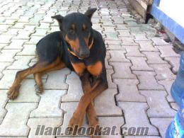 Belekde safkan doberman