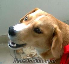 istanbulda sahibinden beagle kırması köpek