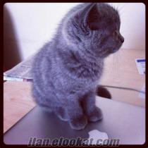 Safkan 2 Aylık British Shorthair