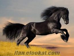 satılık friesian atlar venüs pet