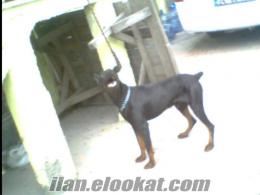 erkek 1 yaşında doberman rotweil kırması