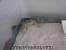 İzmirde satılık Leopard Gecko (erkek ve gençtir)