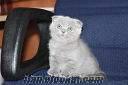 Sahibinden Scottish Fold yavruları