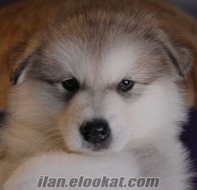 ALASKAN MALAMUTE 1. SINIF YAVRULAR SAFEPETSHOP'DA