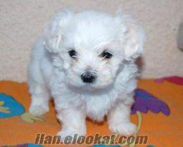 istanbul maltepede maltese terrier beyaz yavru sahiplenmek istiyorum...