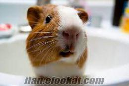 1 aylık guinea pig (gine domuzu/cavia)