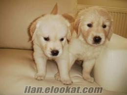 golden retriever ve husky ( safkan) yavru alınacak