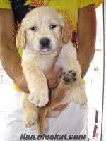 4 aylık Golden retriever yavrulari