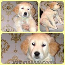 golden retriever orginal baby face (bebek yüzlü )