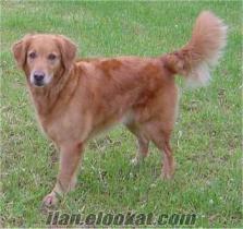 marmara ereglisinde sahibinde satılık 6 aylık Golden Retriever cinsi köpek.