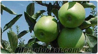 Tokatta satılık 35 ton civarı elma