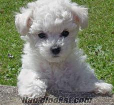 türkiyenin herhangi bir bölgesinden bichon frise/havanese arıyorum