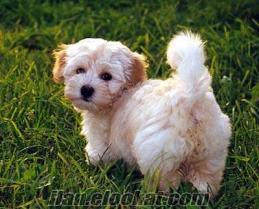 Istanbulda SATILIK BICHON HAVANESE kopegı ıstıyorum!!!